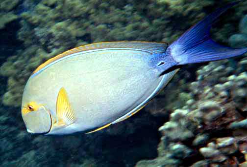 Acanthurus xanthopterus (Pesce chirurgo pinne gialle)